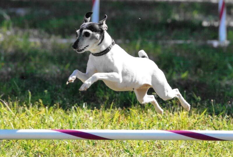 Toy Fox Terrier activity - agility