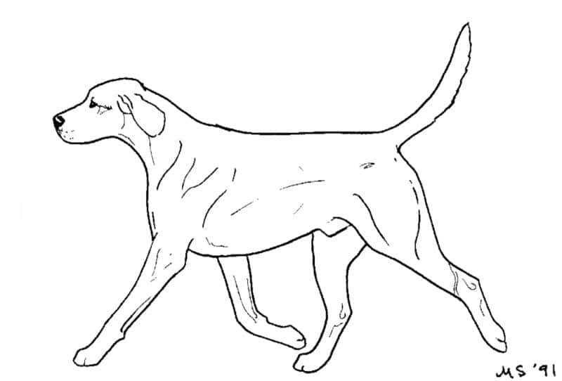 Illustration of one of dog gaits: The Trot