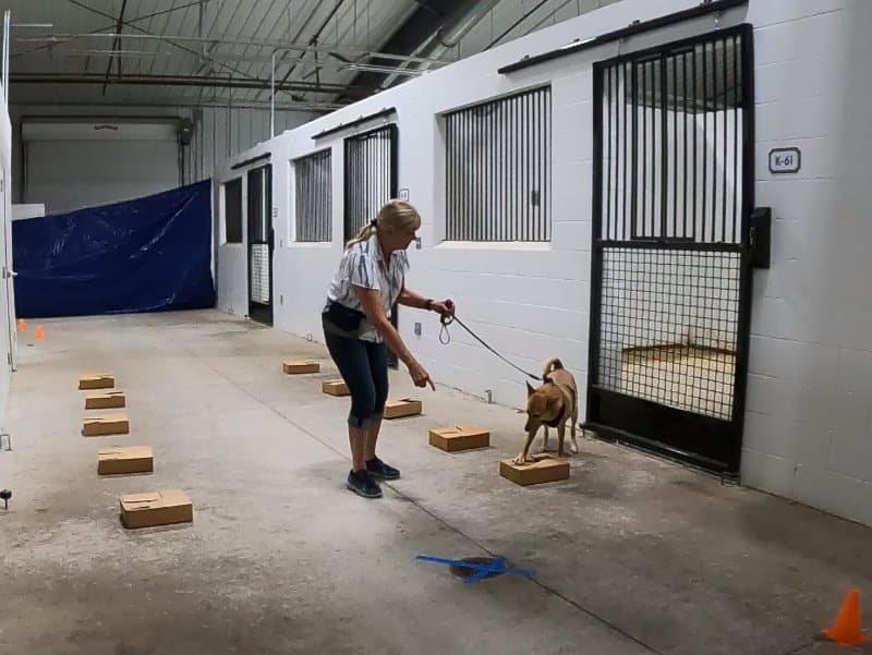 Kathy Greenwood training her Carolina dog
