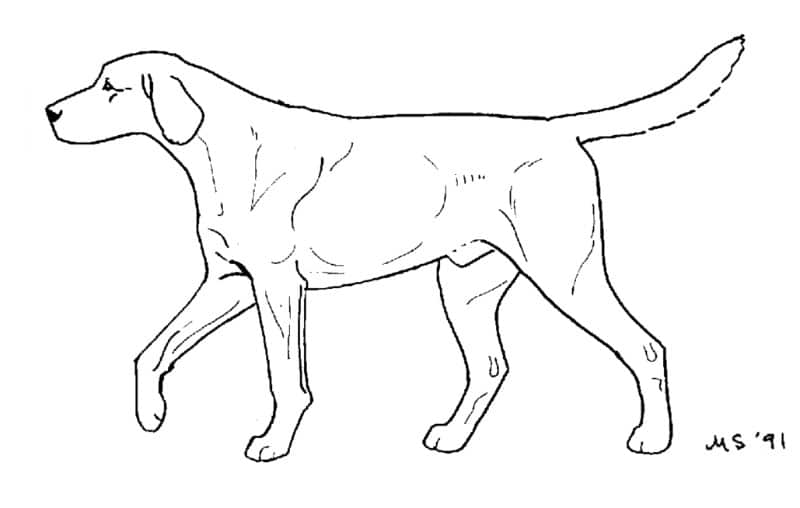Illustration of one of dog gaits: The Walk