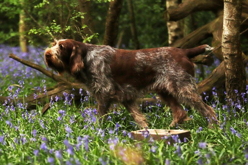 Spinone Italiano trotting in the woods