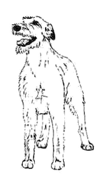 Image Credits: Judging Irish Wolfhounds - A Guide by Joel Samaha