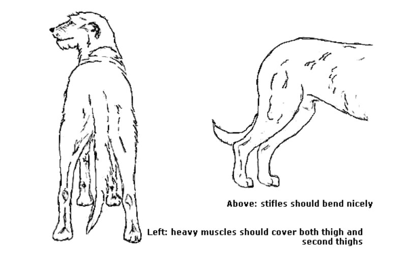 Left: Heavy muscles should cover both thigh and second thighs. - Right: Stifles should bend nicely.