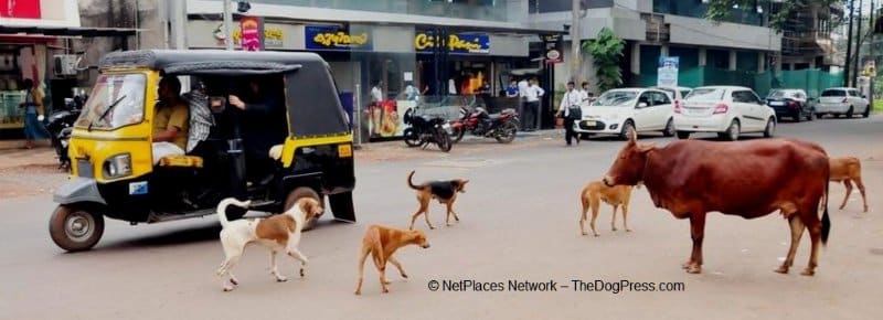 stray animals in India