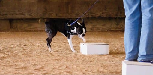 This Boston Terrier has detected the scent and is alerting her handler.
