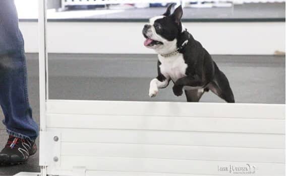A smiling Boston competes in AKC Rally.