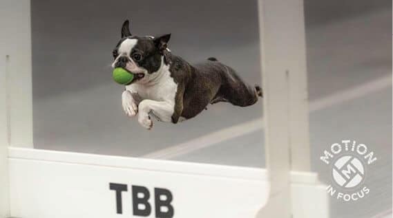 Eyes on the finish, an athletic Boston heads for home in a Flyball competition.