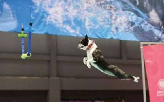 A Boston Terrier jumps in mid-air at a Dock Diving competition.