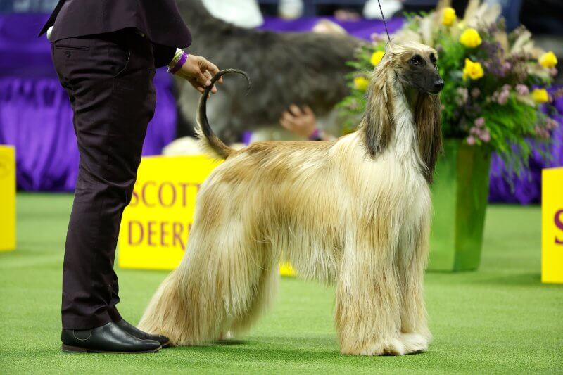Dog at the at the Westminster Kennel Club Dog Show