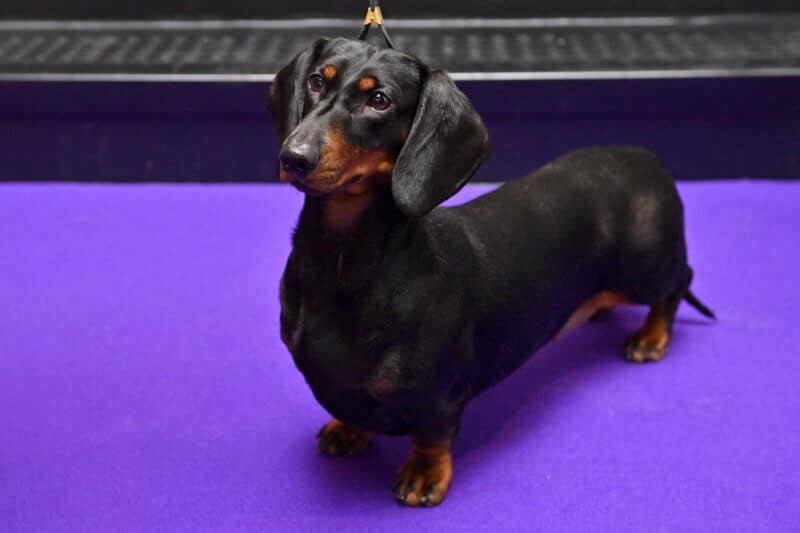 Dachshund at the Westminster Kennel Club Dog Show