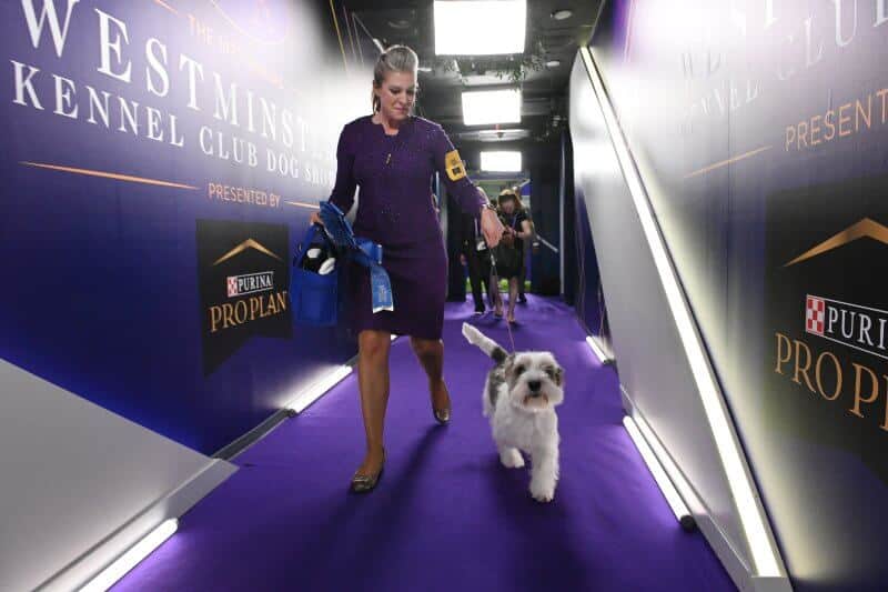 Woman and a dog at the Westminster Kennel Club Dog Show