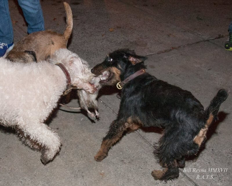 While they’re not the best of friends at home, most terriers have the ability to forget their differences and focus on the job at hand. Here ‘Marcu’s and ‘Rommel’ come together to ‘git ‘er done!’ (W. Reyna photo)