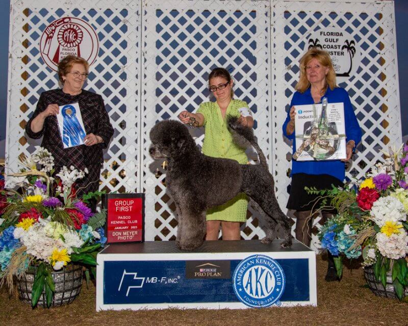 Professional Handler Angela Chase at a dog show