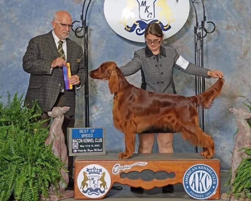 Professional Handler Angela Chase at a dog show