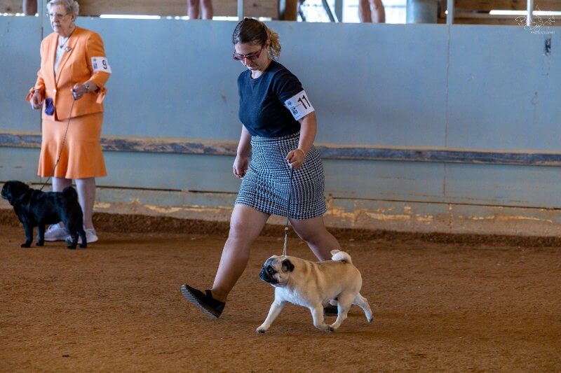 Woman handling a Pug at a dog show