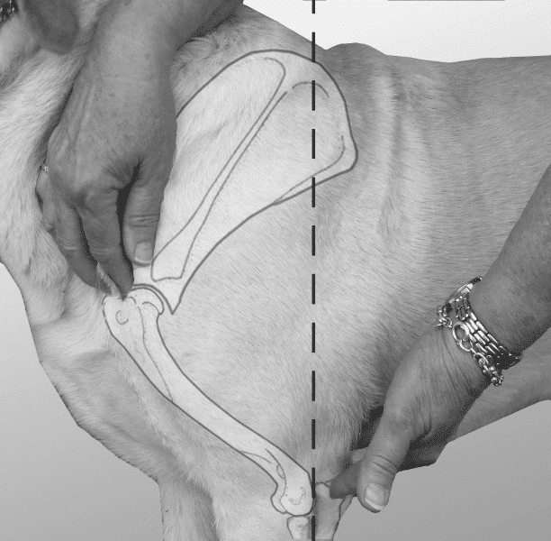 Hands on Exam of a dog - Figure 13. Point of Shoulder to Elbow - Length of upper arm