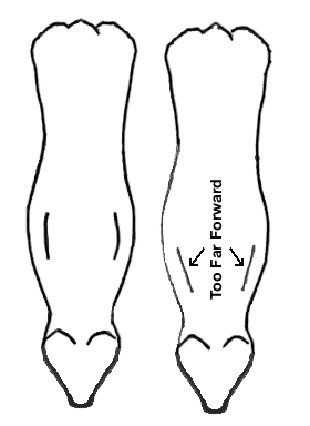 Figure 15. Lay On of Shoulders (Pembroke Welsh Corgi)