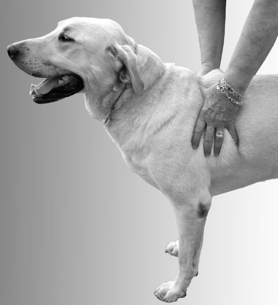 Figure 2: Checking Rib Spring From Side - Physical exam of a dog