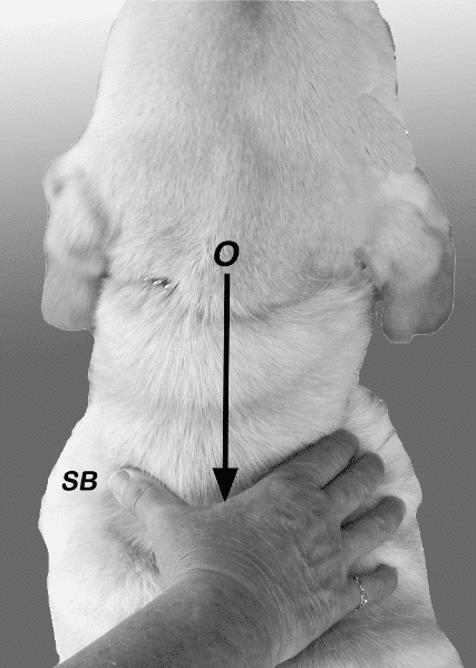 Hands on Exam of a dog - Figure 2. Hand resting at shoulder blades.