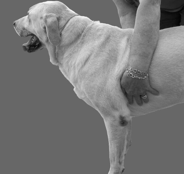 Figure 3 - Physical exam of a dog