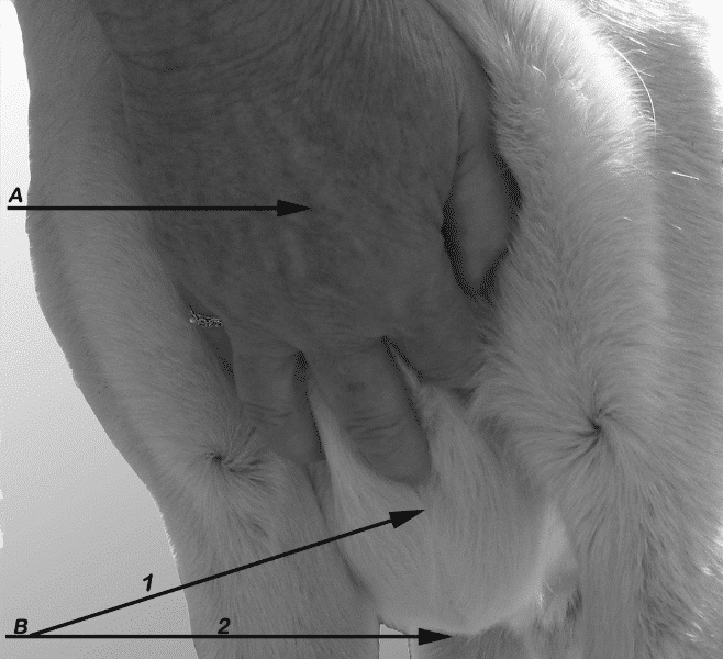 Hands on Exam of a dog - Figure 5. Prosternum and Sternum