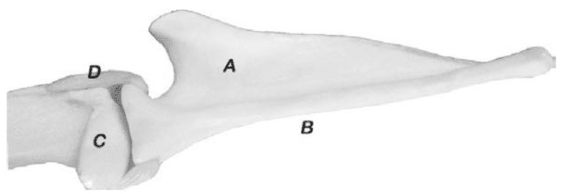 Figure 7. The Scapula in Profile