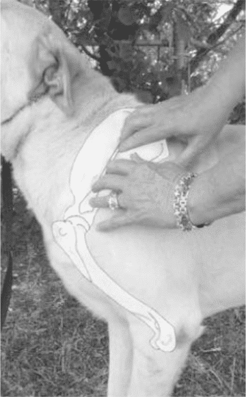 Hands on Exam of a dog - Figure 9. Placement of Hands to Palpate Shoulder Blade
