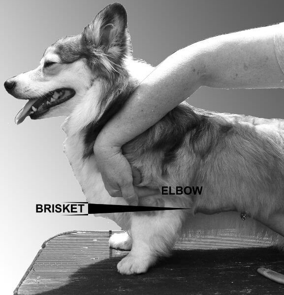 Figure 18: Position of the Elbow in Relation to the Brisket
