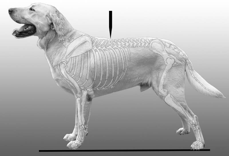 Figure 5: The Spinal Column - Physical exam of a dog