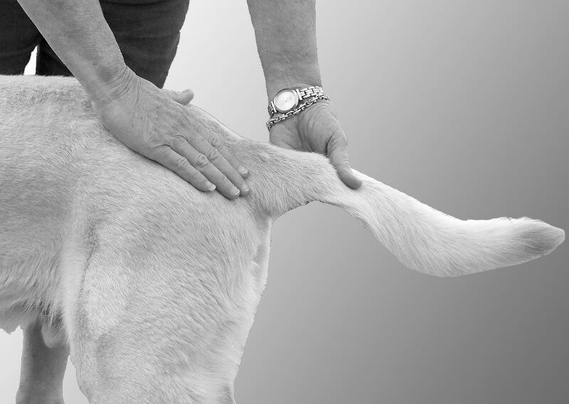 Figure 6 - Physical exam of a dog