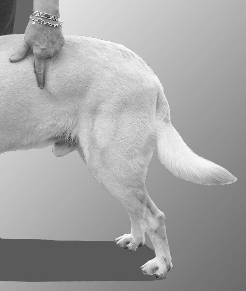 Figure 7 - Physical exam of a dog