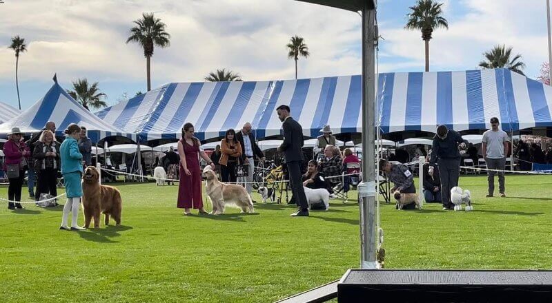 Jake Lum handling a dog at a show in Hawaii