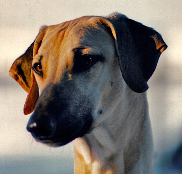 Head photo of a Sloughi dog