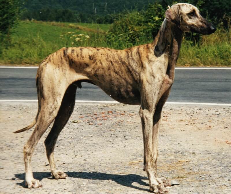 Side photo of a Sloughi dog