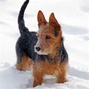 Australian Terrier standing in the snow