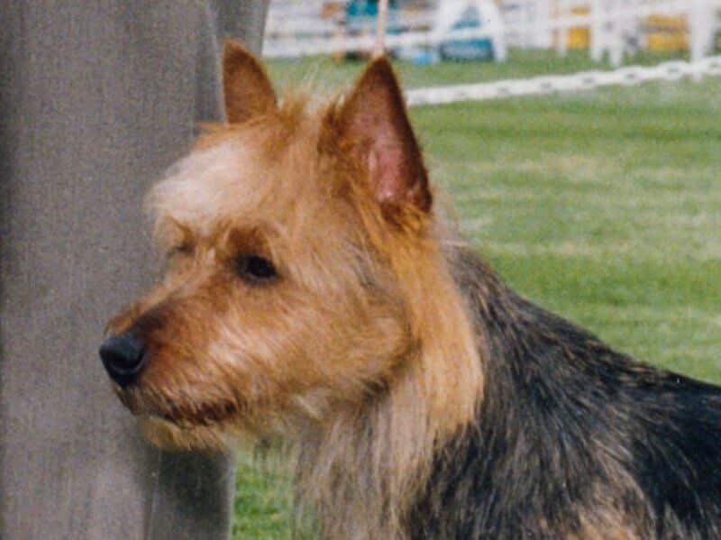 Head photo of an Australian Terrier
