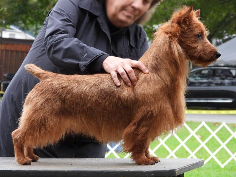 Side photo of an Australian Terrier showcasing its proportions