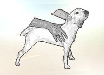 While on the table, move the rear of the dog toward you so that the tail-end is closest to you.