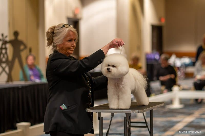 Kathie Vogel with her Bichon Frise at a dog show