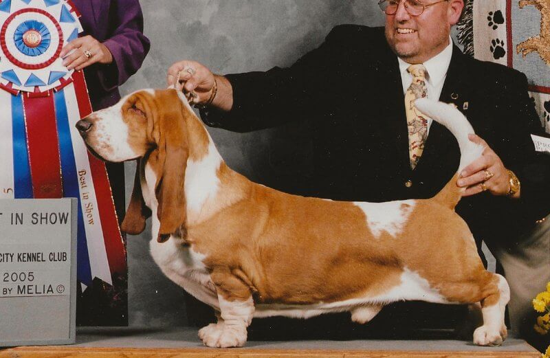 CH Topsfield Beethoven, No. 11 All-Breed Dog in 2006 and Purina Show Hound of the Year.