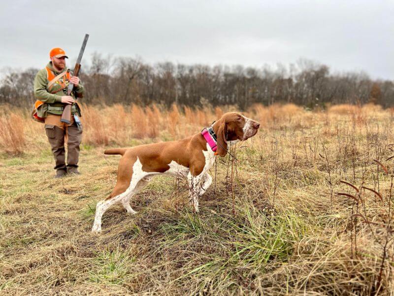 Man holding a gun, hunting with a Bracco Italiano dog