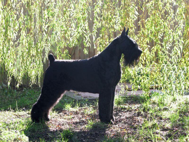 Giant Schnauzer Origin & History - Showsight