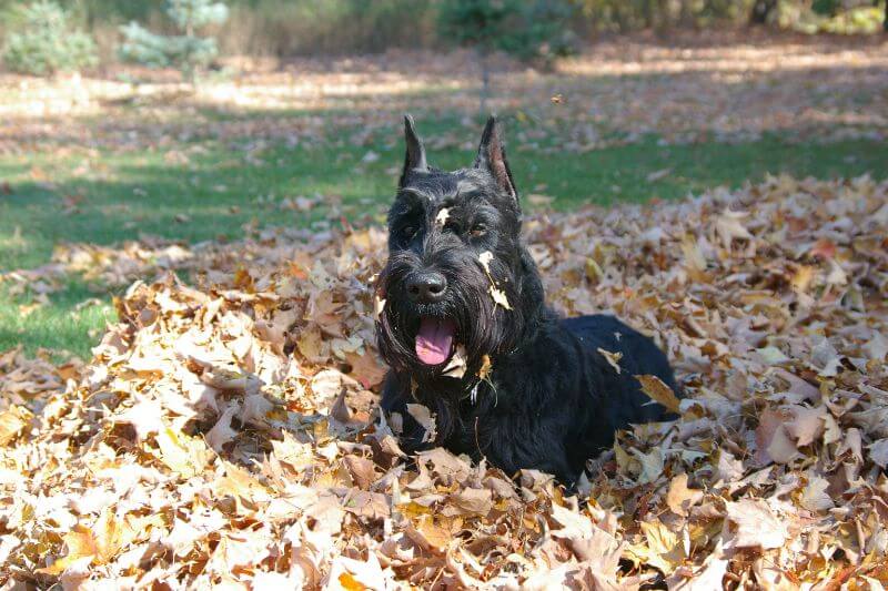Giant Schnauzer lying in fallen yellow leaves. Sunny autumn day.