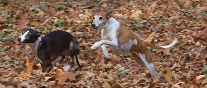 Italian Greyhounds runnin on yellow leaves