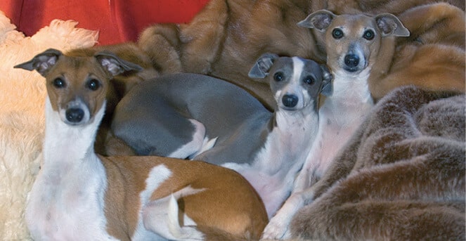 Italian Greyhounds lying on a bed