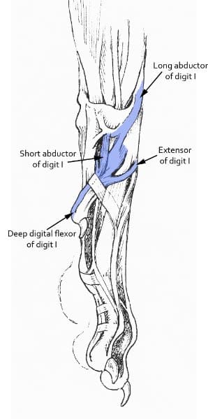 Figure 1. Anatomical diagram viewing the medial side of a dog’s left front leg, demonstrating the four tendons that attach to the dewclaw. Illustration by M. Schlehr, from Miller’s Guide to the Dissection of the Dog.