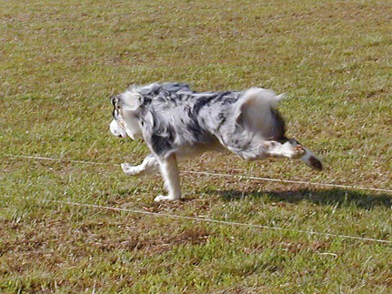 Figure 2. In this galloping dog, the dewclaw is in touch with the ground. If the dog needs to turn to the right, the dewclaw will dig into the ground to stabilize the lower leg and prevent torque.