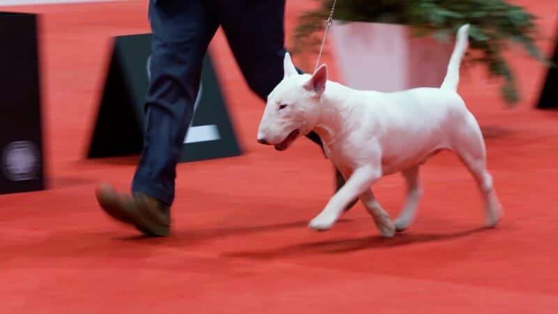 Bull Terrier at a Great American Dog Show