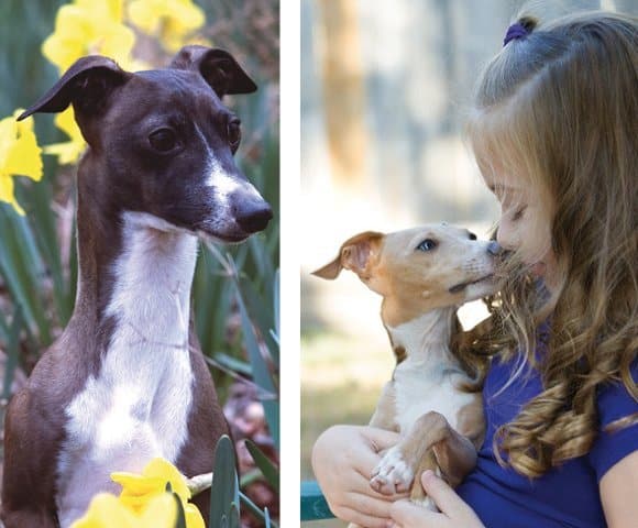 2 photos combined, left: Italian Greyhound in the field of yellow flowers, right: young child holding an Italian Greyhound puppy