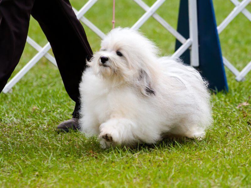 Havanese gaiting in the dog show ring